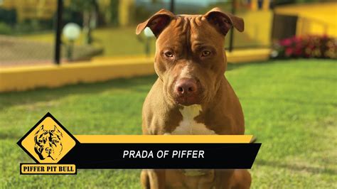 prada pitbull